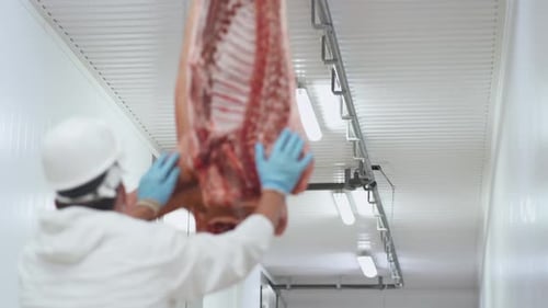 Meat Production and Food Industry, Worker Moves a Suspended Pig Carcass, Meat Processing Plant, Back
