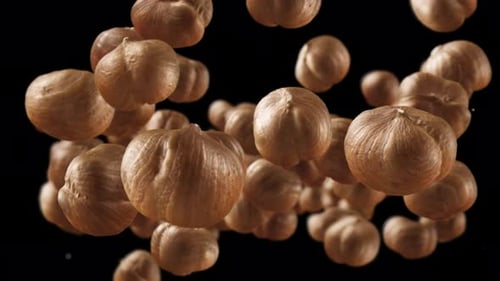Hazelnuts Floating on a Black Background