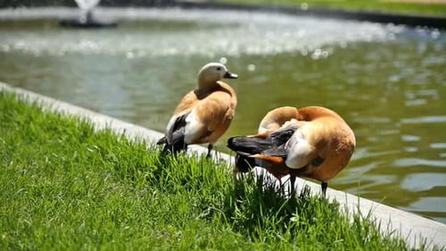 Die Ruddy Shelduck Tadorna Ferruginea reinigt ihre Federn am Ufer eines Teiches. Sonniger Sommer