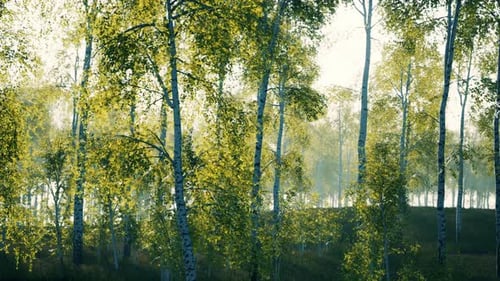 Birch Grove By a Sunny Day