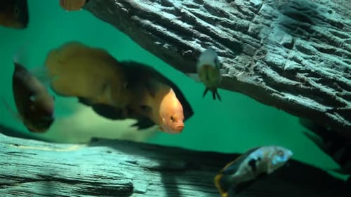 Schöne Fische Oceanarium.D Tiefe Unterwasserwelt