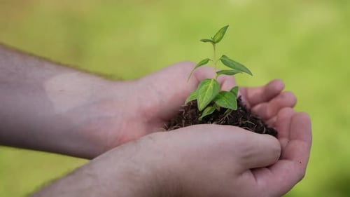 Holding Green Plant in Hands 81