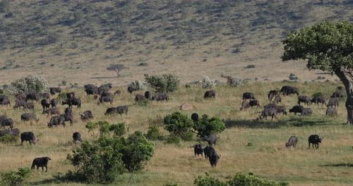 African Buffalo, syncerus caffer, Herd standing in Savannah, Tsavo Park in Kenya, Real Time 4K