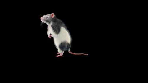 Curious Rat Standing on Hind Legs with Alpha Channel