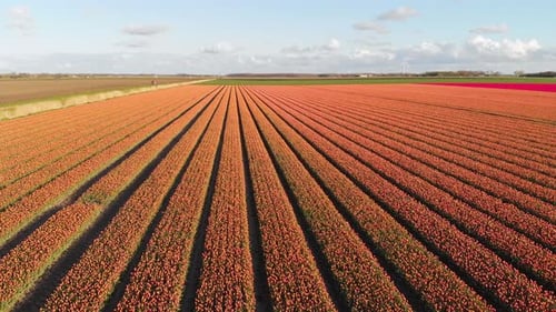 Aerial shot of orange tulip fields in Netherlands