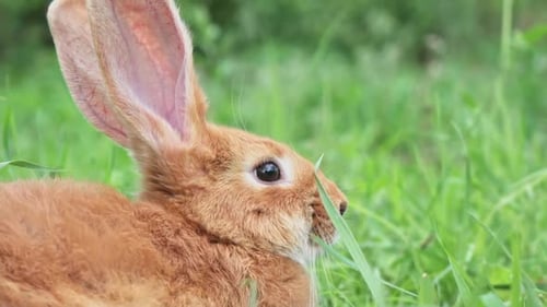 Portrait of a Funny Red Rabbit on a Green Young Juicy Grass in the Spring Season in the Garden with