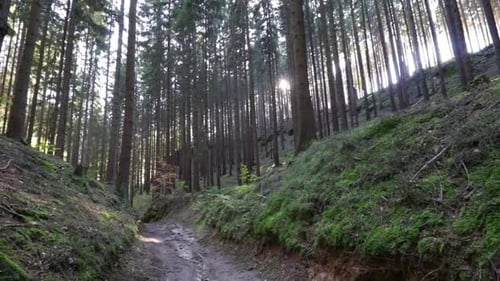 Ein Feldweg in einem Wald mit hohen Bäumen ringsum, Sonne scheint durch die hohen Bäume.