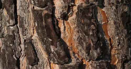 details of bark of pin tree.