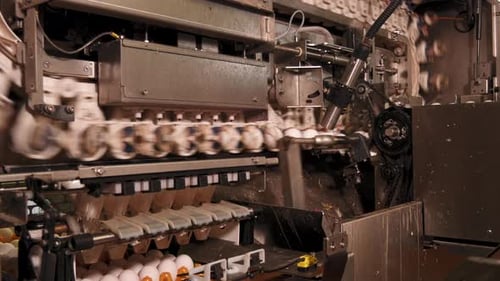 Die Maschine wirft 6 Eier vorsichtig in die Schale in der Lebensmittelfabrik