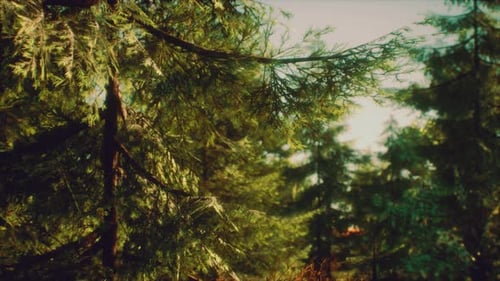Green Cone Trees in Bright Sun Light