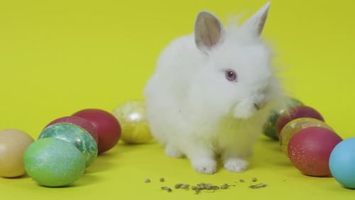 Osterhase frisst Futter zwischen Eiern auf gelbem Hintergrund. Weißes kleines Kaninchen