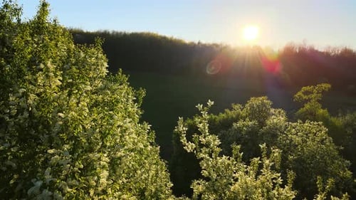 Vue aérienne de la forêt verte avec des arbres en fleurs fraîches au début du printemps au coucher du soleil