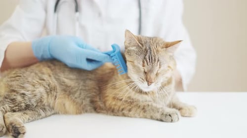 Veterinarian Grooming Calico Cat With a Blue Comb