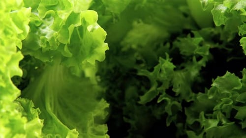 Frame Closeup of a Slowly Moving Macro Lens Between Fresh Green Lettuce Leaves on a Blue Background