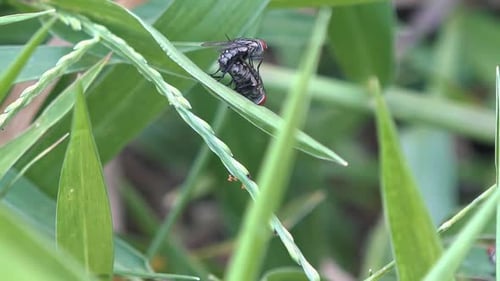 Close Up of Flies Mating on a Leaf
