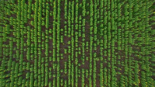 4K Flying over a field with sunflowers. A field with sunflowers. View from a drone