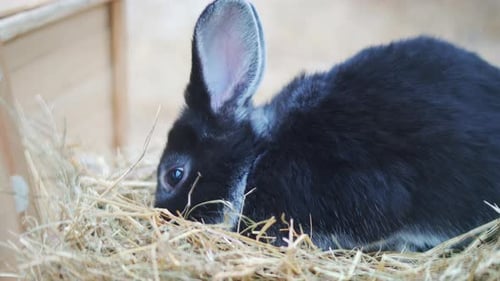 Black Rabbit Resting on Hay Indoors