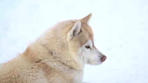 Close Up Of Siberian Husky Dog With Snow Background