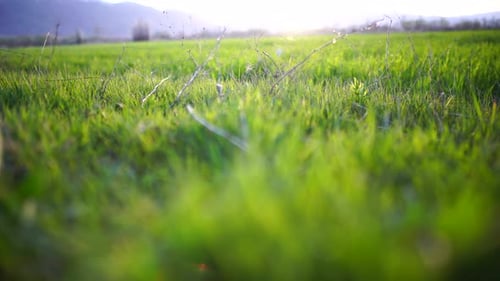 The Field