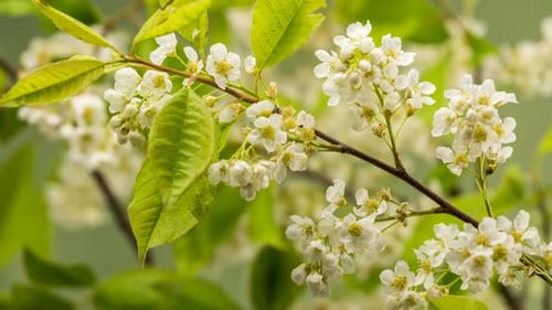 Fleurs blanches de cerisier (Prunus Padus) fleurissant rapidement au printemps
