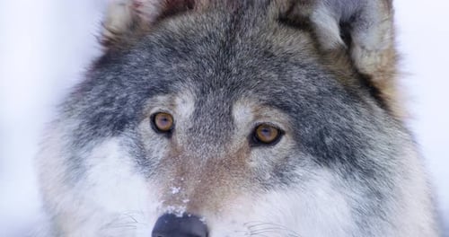 Close-up of Beautiful Wolf Eyes in the Wild