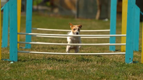 Energetic Jack Russell Dog Jumping Over Hurdle