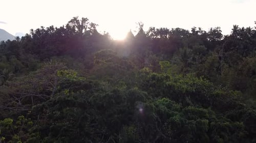 A Tropical Dense Forest with a High Stand Growing in a Hot Humid Zone is Shown