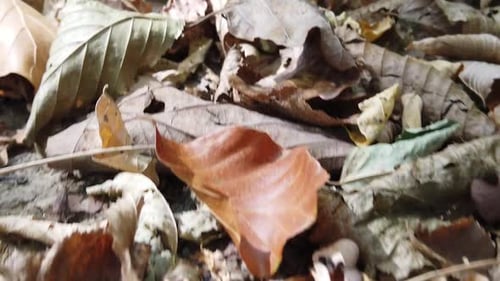 gefallene trockene Herbstblätter im Wald an einem Herbsttag