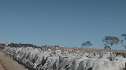 Herd of Cattle Feeding on Rural Farm