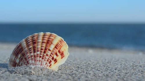 Sea Shell on the Sandy Beach During Daytime