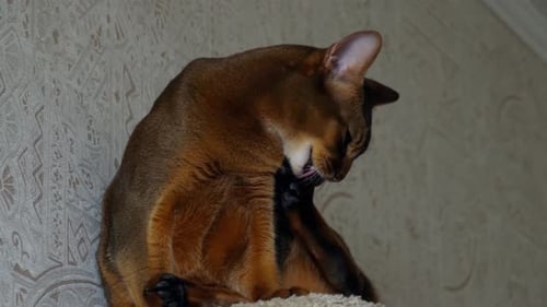 Abyssinian Cat Portrait