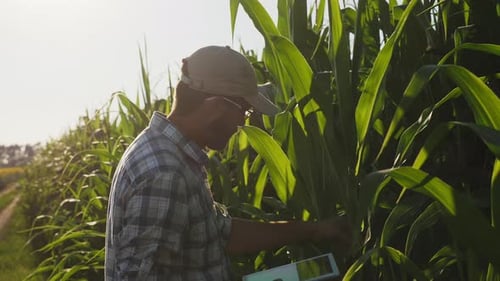 Man Examining Corn Crop With a Tablet Device