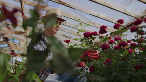 Young Adult Gardening Red Roses in Greenhouse