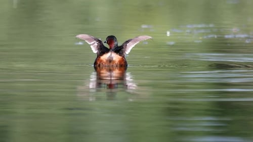 Water bird Little Grebe, Tachybaptus ruficollis