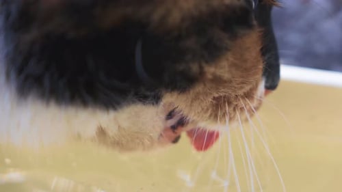 Calico Cat Drinks Water in Close Up Shot