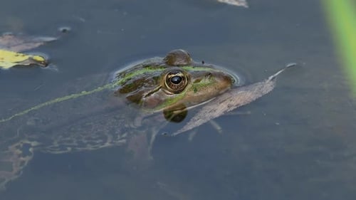 Frosch ruht im Wasser mit Kopf über Wasser.