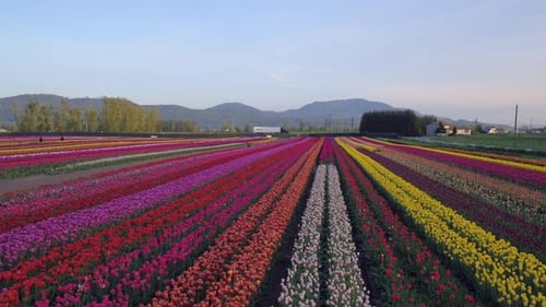 Aerial drone view of tulip flowers fields growing in rows of crops