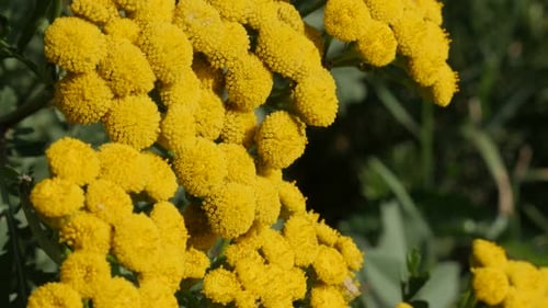 Close-up details of perennial tansy Tanacetum vulgare plant 4K video