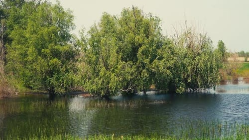 Bäume, die im Wassersumpf wachsen