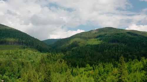 Aerial Drone View. Green Pine Forest with Canopies of Spruce Trees in Summer Mountains.