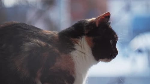 Flauschige Katze sitzt am Fenster. Konzept von Haustieren.
