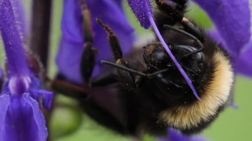 Bumble Bee Collecting Pollen on Purple Flower Close Up
