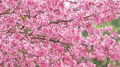 Blooming Pink Cherry Tree Flowers in Springtime