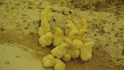 Cute View of Little Baby Chicken Life in Modern Poultry Farm.