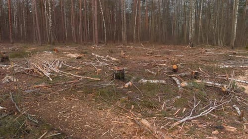 Area of Deforestation With Cut Trees and Logs