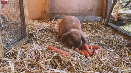 Brown Rabbit Eating Carrots in Hay-Filled Hutch