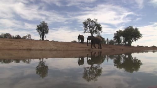 Vue à faible angle des éléphants et du ciel reflété dans leur point d'eau