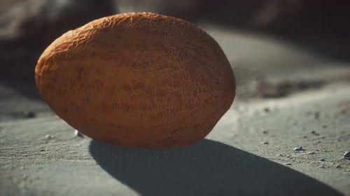 Melon du désert sur la plage de sable