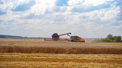 Combine Harvester Cutting Wheat. Combine working on the large wheat field