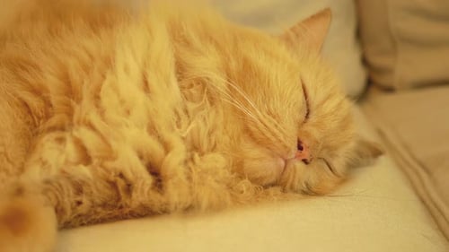 Fluffy Orange Cat Sleeping Peacefully on Sofa